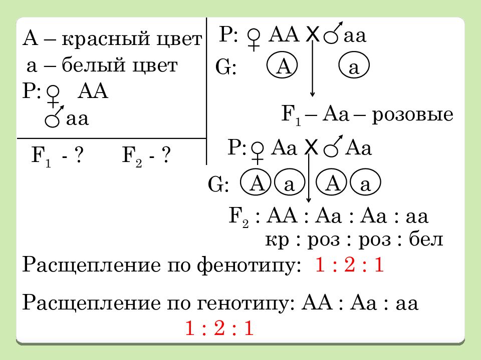 R f1 f2. 1 2 1 Расщепление по фенотипу. Расщепление по фенотипу 1 1 1 1. Расщепление 2 2 1 1 по фенотипу. Расщепление 4 2 2 1 по фенотипу.