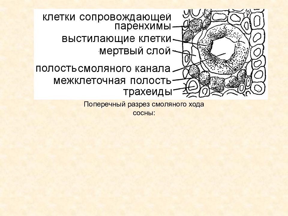 Что такое паренхима. Паренхимные ткани выделительные. Секреторные клетки растений. Клетки выделительной ткани. Выделительные клетки растений.