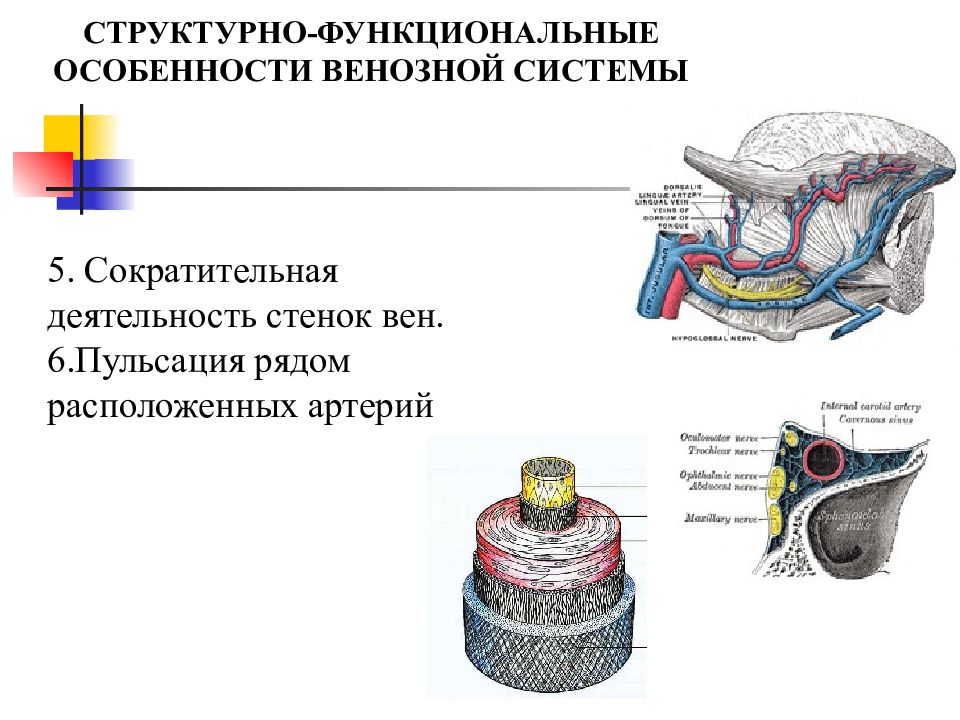 Функциональная анатомия. Структурно функциональные особенности артерий. Структурные и функциональные особенности сердца. Вены структурно функциональная. Структурно функциональная характеристика вен.