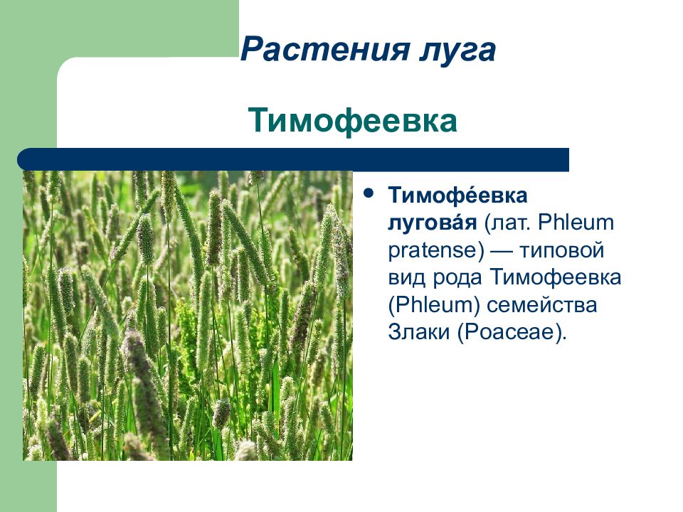 Растение тимофеевка фото и описание