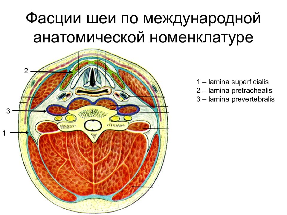 Шейная фасция. Фасции шеи Шевкуненко. Фасции шеи Сапин. Фасции шеи на горизонтальном распиле Шевкуненко. 2 Фасция по Шевкуненко.