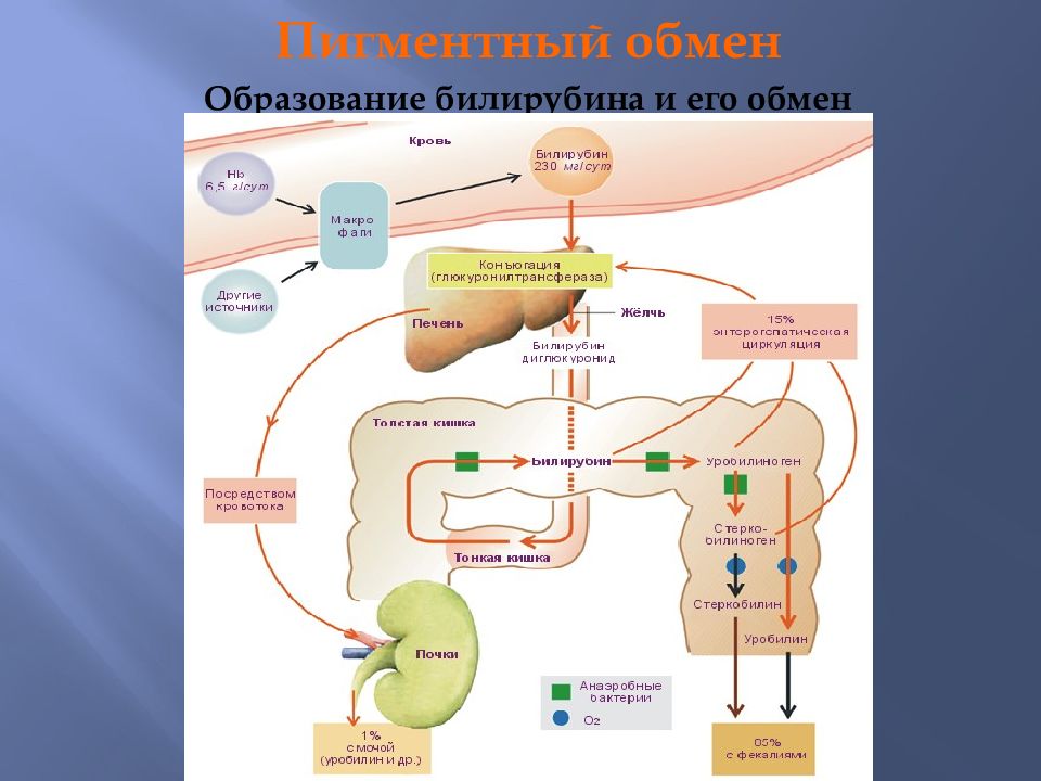 Обмен образование. Образование непрямого билирубина. Образование непрямого билирубина биохимия. Схема обмена билирубина пропедевтика. Обмен билирубина в печени схема.