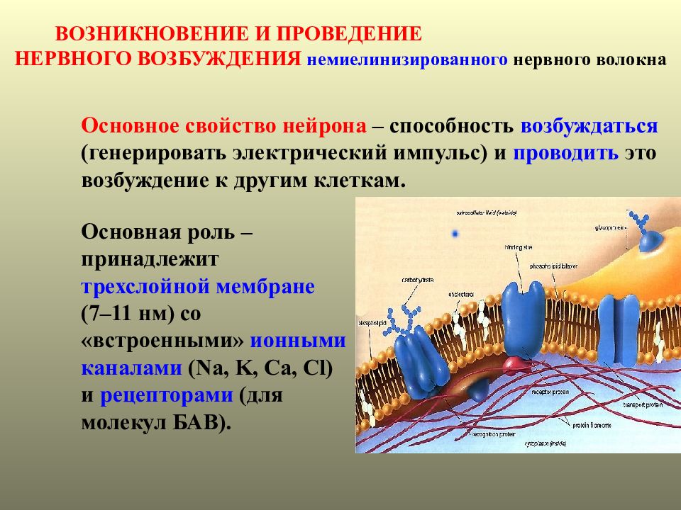 Проведение нервного. Возникновение и проведение нервного импульса. Способна к возбуждению и проведению нервного импульса. Электрический Импульс. Механизм возникновения возбуждения в нейроне.