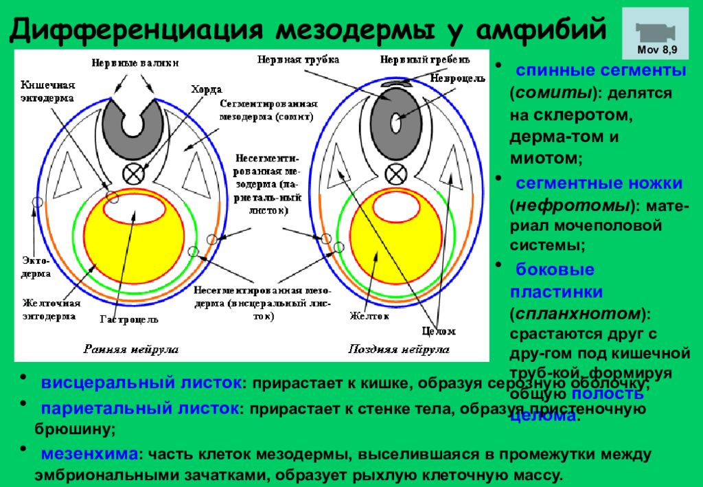 Боковая пластинка. Миотом сомита. Сомиты и спланхнотом. Сомиты нефротом спланхнотом. Дифференциация мезодермы.