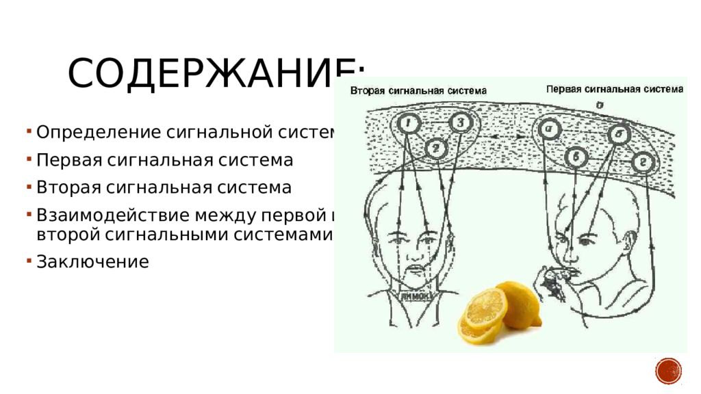 1 сигнальная система. Условные рефлексы первой и второй сигнальной системы. Анализаторы 1 и 2 сигнальных систем. Первая и вторая сигнальная системы схема. Перваяир втопвя сигналтная система.