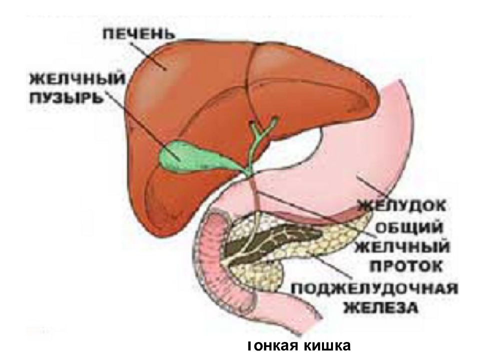 Пищеварение 2