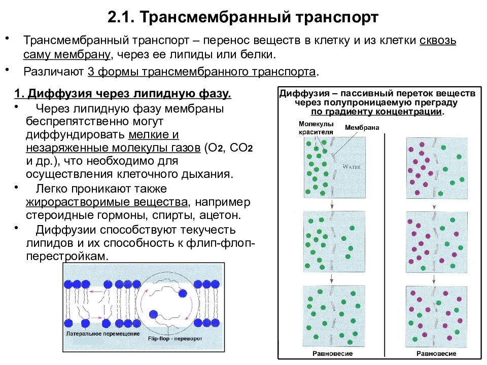 Виды переноса вещества. Трансмембранный перенос веществ пассивный транспорт. Трансмембранный транспорт веществ в клетку. Механизм трансмембранного переноса веществ. Трансмембранный перенос макромолекул.