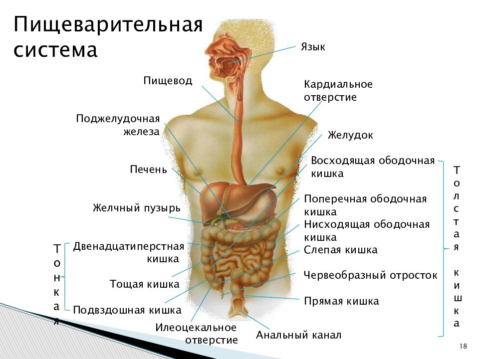 Анатомия и физиология человека. Пищевод и поджелудочная железа. Анатомия и физиология человека презентация. Анатомия и физиология человека схема.