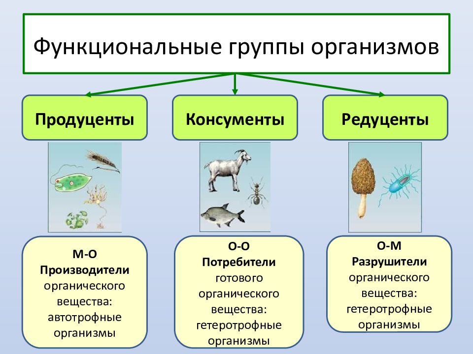 Географическое изображение соотношения между продуцентами консументами и редуцентами выраженное в