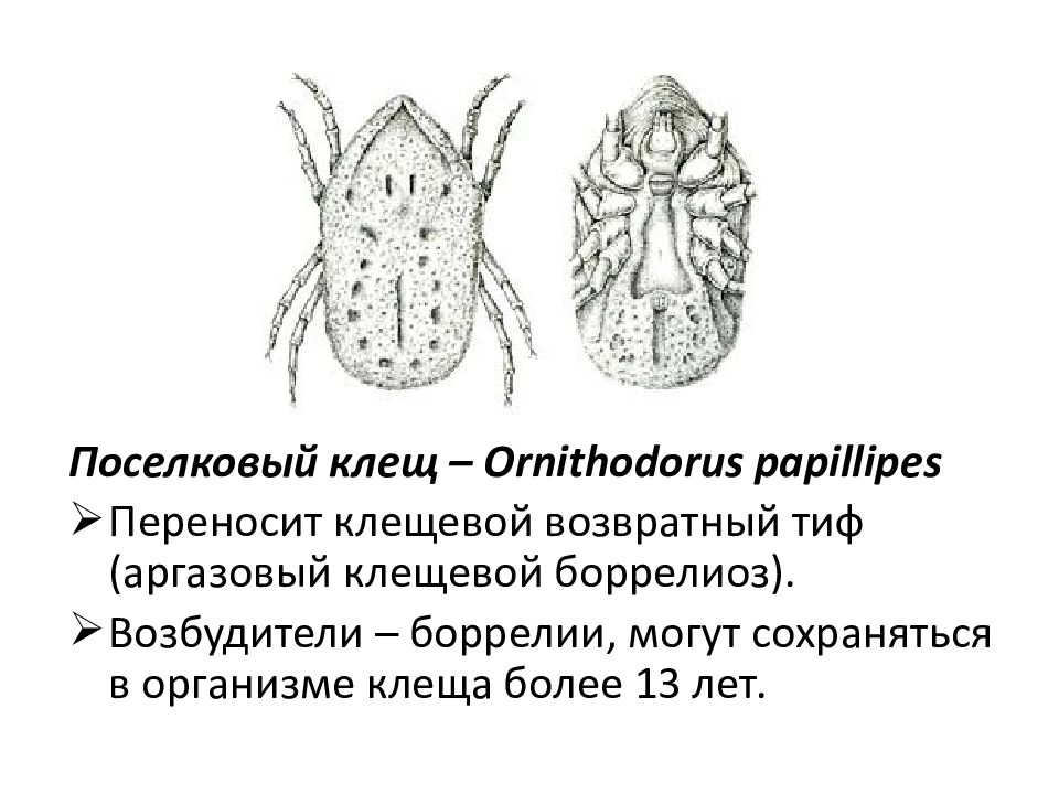 Медицинская арахноэнтомология презентация