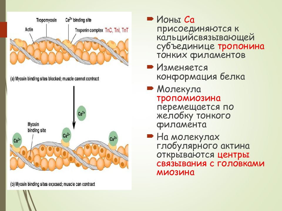 Презентация биохимия мышечного сокращения