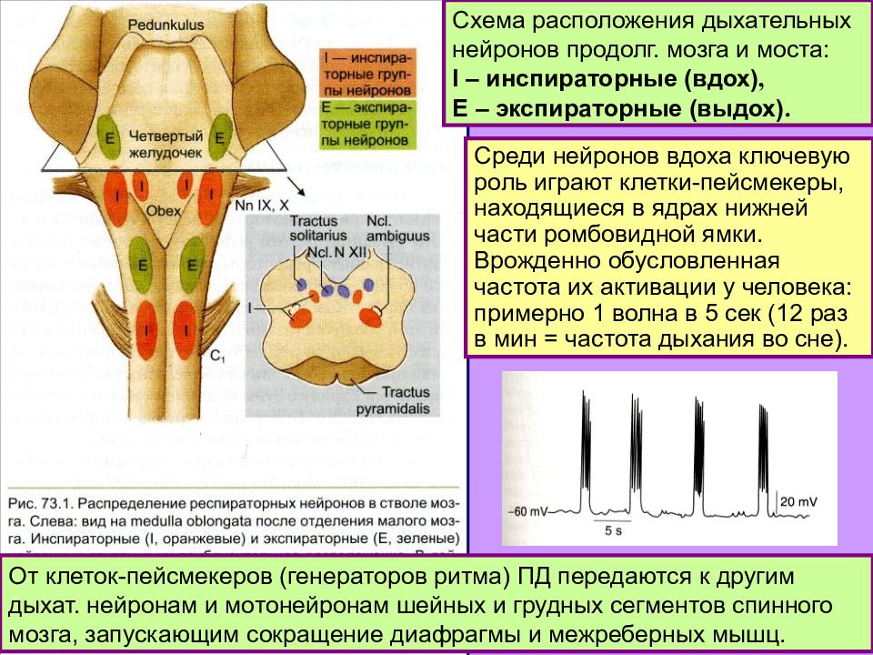 Дыхательный центр находится в продолговатом. Инспираторные и экспираторные Нейроны дыхательного центра находятся. Схема расположения дыхательных нейронов. Локализация дыхательных нейронов. Дыхательные Нейроны продолговатого мозга.