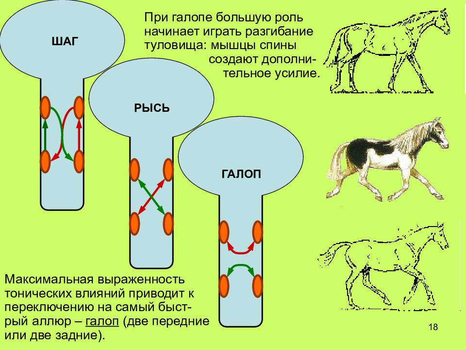 18 шагов. Шаг галопа. Галоп схема движения головной мозг. Схемы двигательных программ Аллюр. Схемы активации мозга при галопе, рыси.