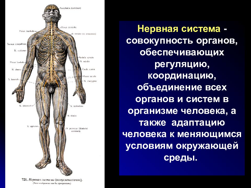 Совокупность органов человека. Нервная система организма. Органы нервной системы человека. Система органов человека нервная система. Органы нервной регуляции человека.