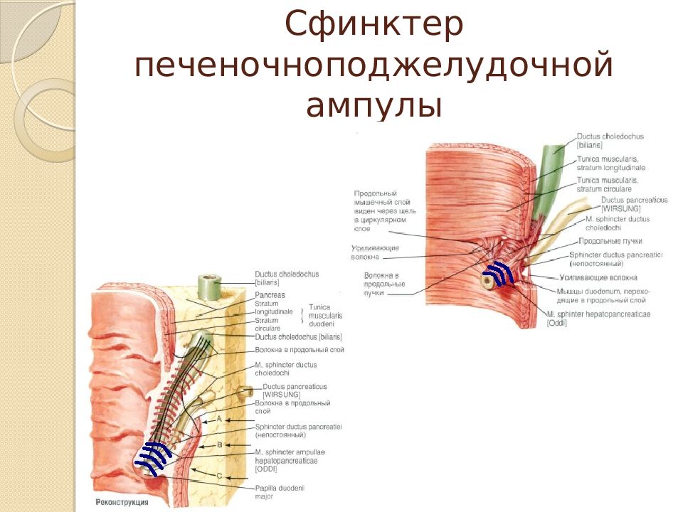 Сфинктер это