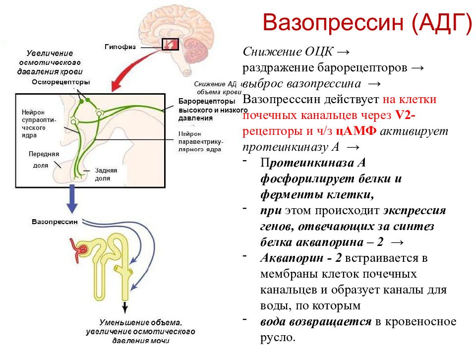 Синтез АДГ. Фосфорно-кальциевый обмен презентация. Антагонист АДГ. АДГ где вырабатывается.