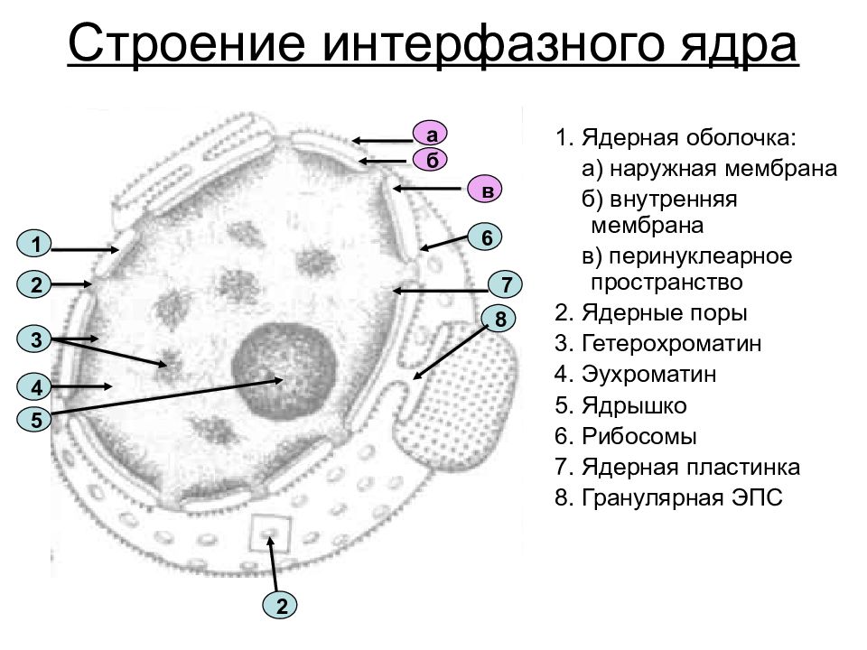 Ядро клетки схема. Ультраструктура интерфазного ядра эукариотической клетки рисунок. Строение интерфазного ядра эукариотической клетки. Структурные компоненты интерфазного ядра. Структура интерфазного ядра.