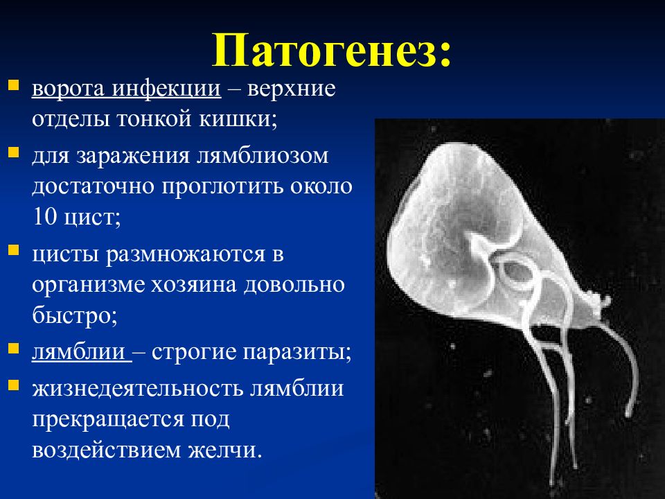 Как выглядит лямблия у человека фото признаки