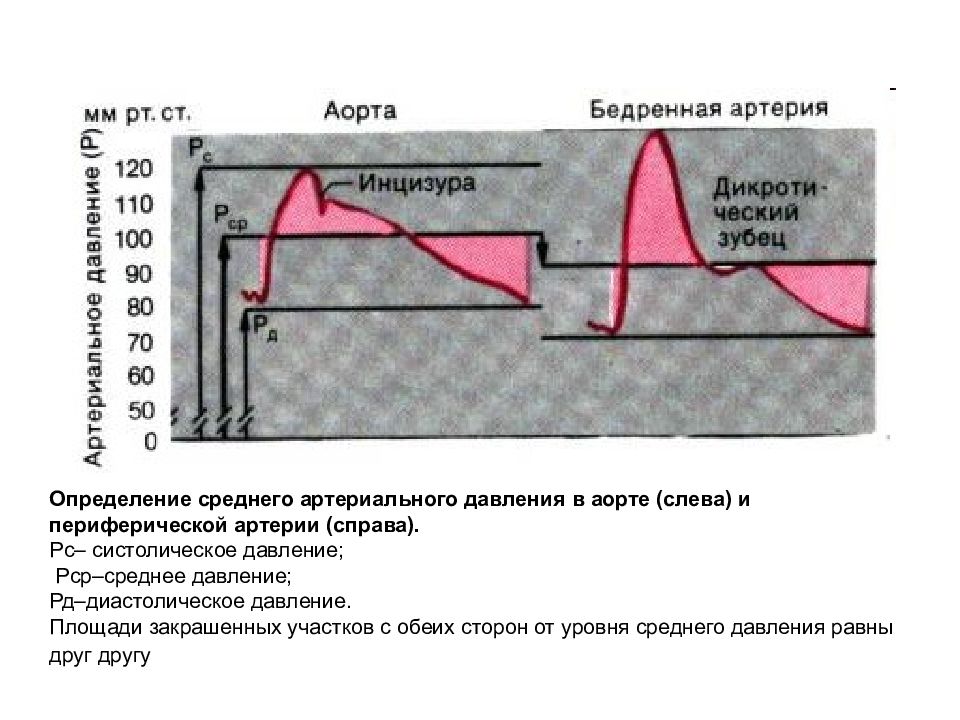 Систолическое давление в аорте. Кривая давления в аорте. Для повышения давления в аорте характерно.