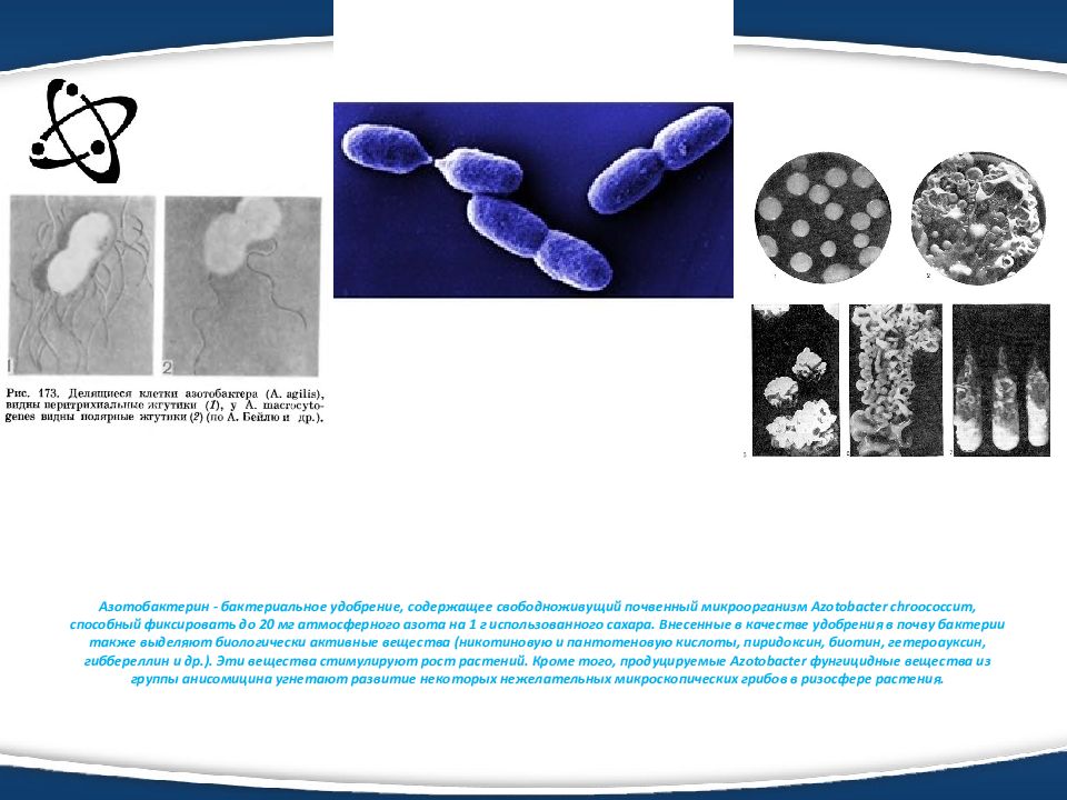 Бактериальные удобрения презентация