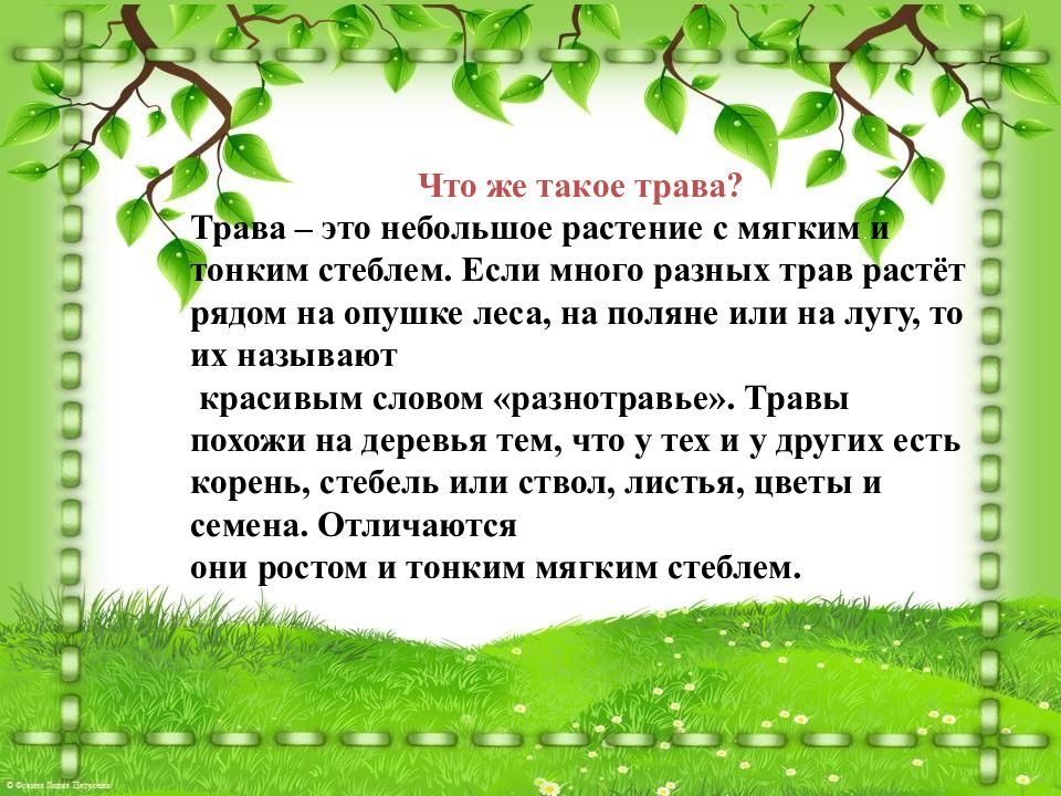 Травы окружающий мир 2 класс. Растения в классе окружающий мир. Растения в классе школы окружающий мир. Окружающий мир тема растения.