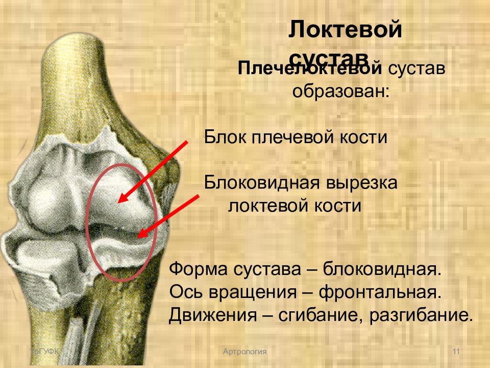 Суставные головки костей. Дистальный Луче локтевой сустав. Головка лучевой кости сустав. Проксимальный и дистальный лучелоктевые суставы. Плечевой лучелоктевой сустав.