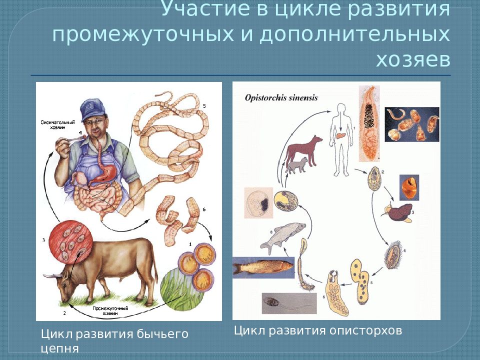 Паразиты картинки для презентации