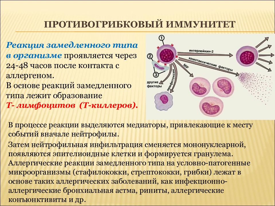 Герпес иммунология презентация