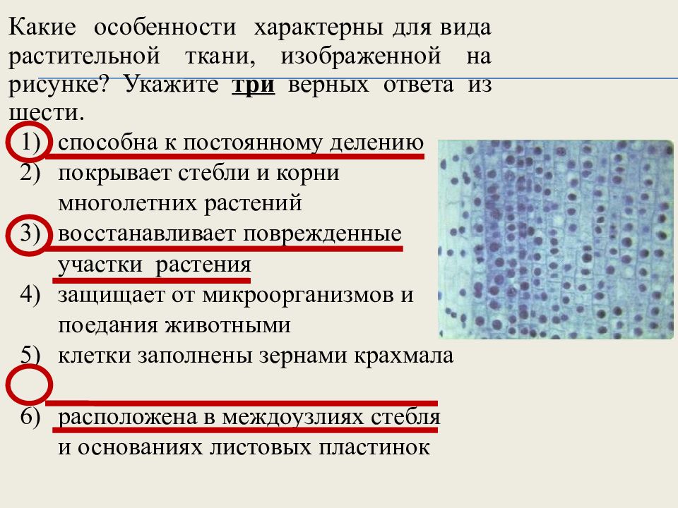 Тест по биологии ткани