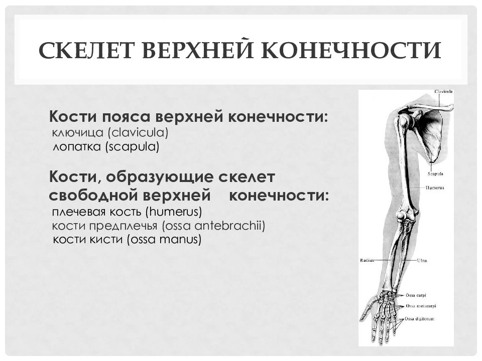 Кости конечностей образованы костями. Кости пояса и свободной верхней конечности. Кости свободной верхней конечности на латыни. Кости скелета пояса верхних конечностей. Кости образующие пояс верхних конечностей.