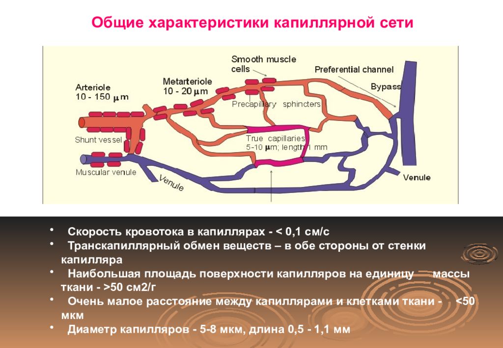 Скорость капилляров. Общие характеристики капиллярной сети. Капиллярный обмен. Общая характеристика капилляров.