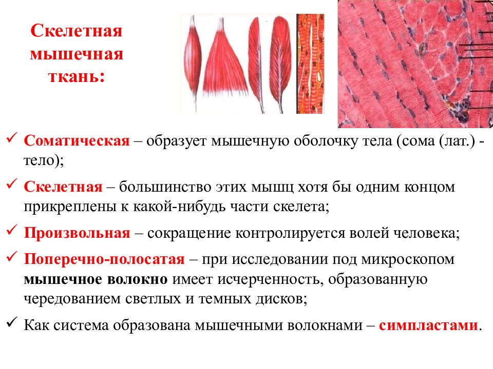 Ткань образующая мышцы. Скелетная мышечная ткань. Строение скелетной ткани. Скелетная мускулатура состоит из мышечной ткани. Скелетная мышечная образована миоцитами.