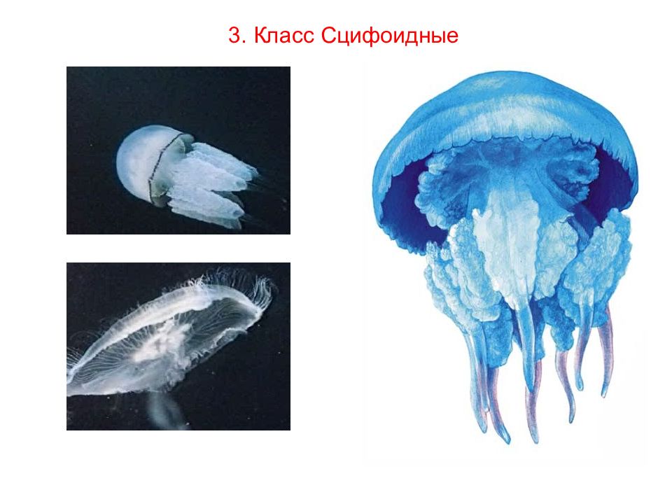 Класс сцифоидные. Класс Сцифоидные медузы представители. Личинка сцифоидных медуз. Класс Сцифоидные медузы корнерот Аурелия. Систематика сцифоидных медуз.