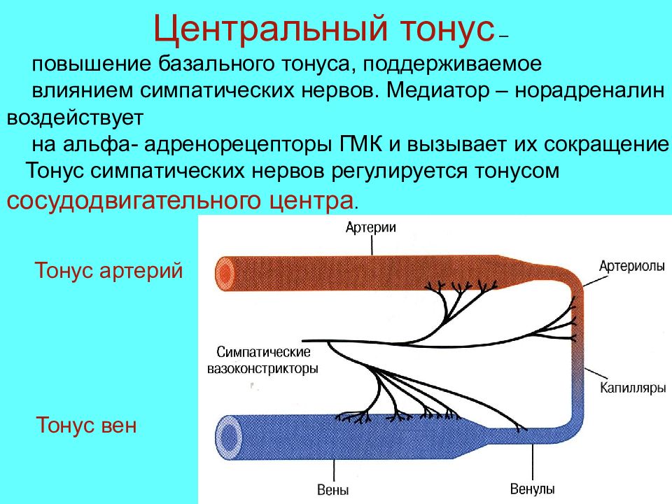 Повышение сосудистого тонуса. Симпатический тонус. Повышение тонуса сосудов. Тонус сосудов физиология. Компоненты базального сосудистого тонуса.