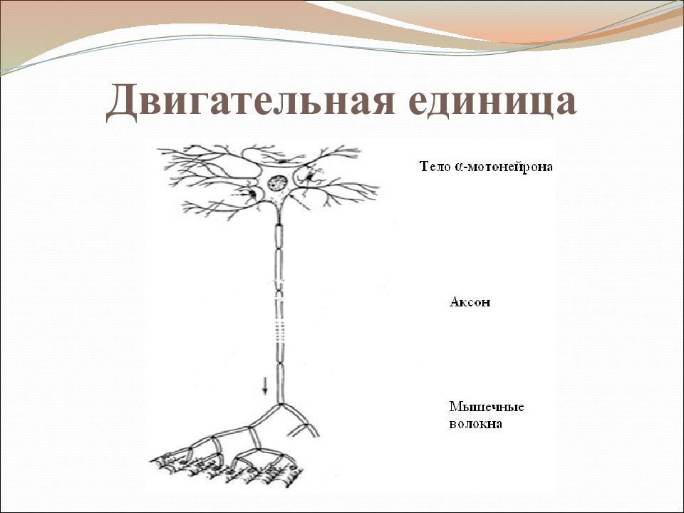 Двигательная единица. Схема двигательной единицы. Двигательная единица это физиология. Строение двигательной единицы. Схематическое изображение двигательной единицы.