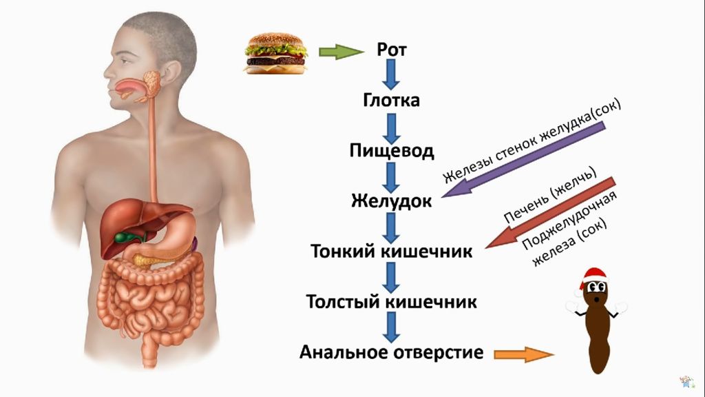 Какой орган пищеварения на рисунке обозначен буквой а пищевод желудок тонкая кишка толстая кишка