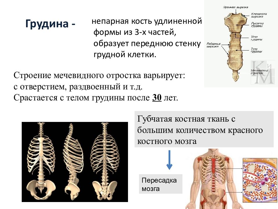 Мечевидный отросток что это