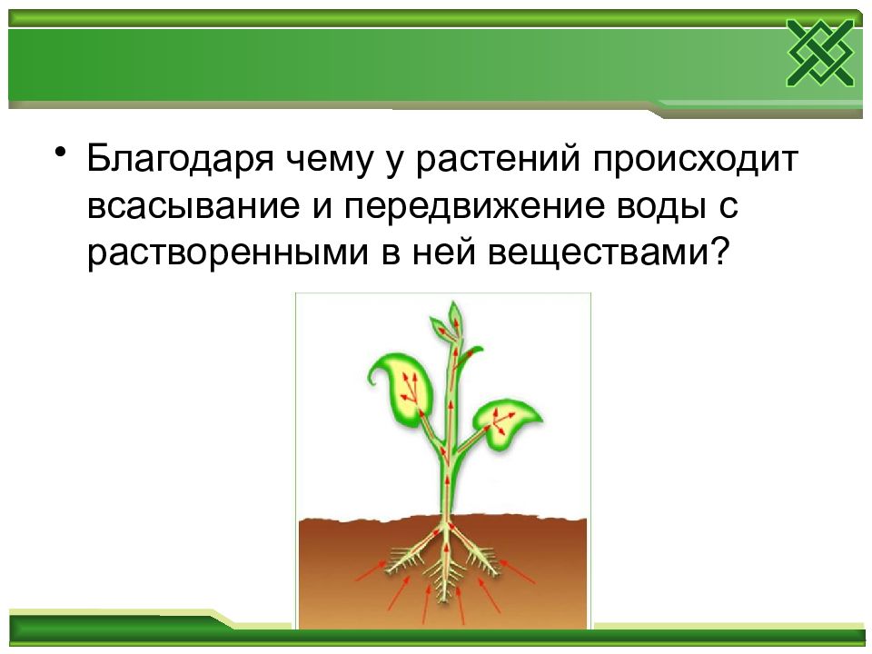 Благодаря растениям. Передвижение воды в растении. Передвижение воды и Минеральных веществ у растений у растений. Всасывание воды растениями. Всасывание воды и Минеральных веществ.