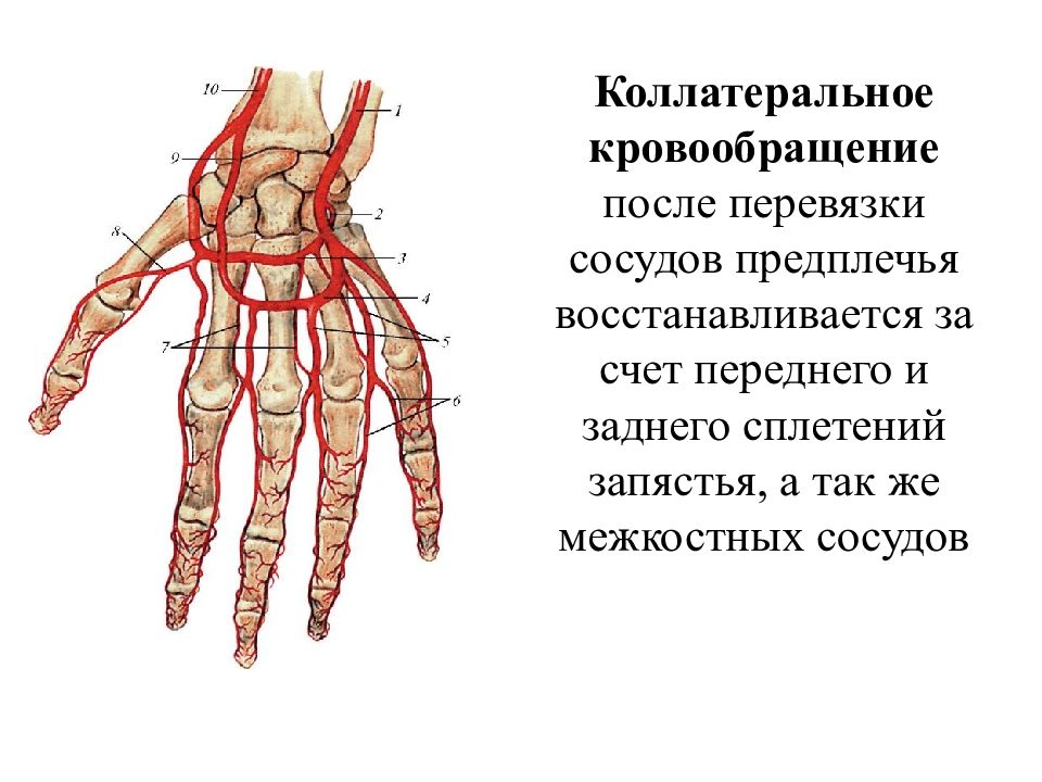 Сосуды верхней конечности. Коллатеральное кровообращение верхней конечности. Коллатеральное кровоснабжение конечностей. Коллатеральный кровоток верхней конечности. Изотеральное кровообращение.