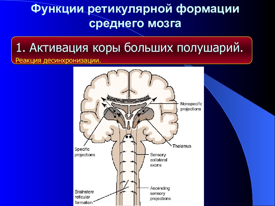 Ретикулярная формация мозга