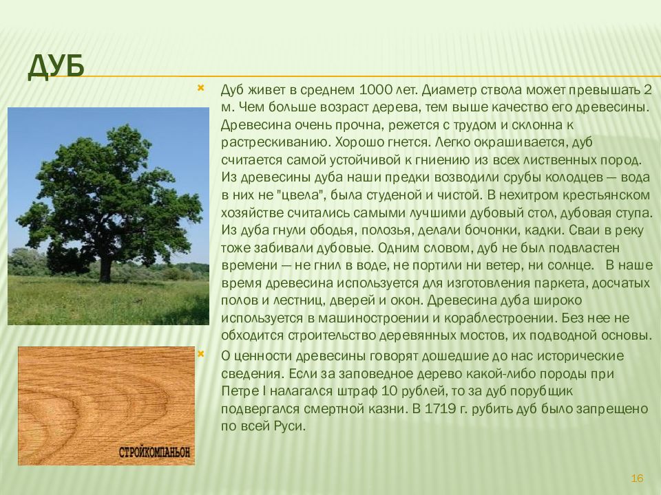 Дуб сколько высота. Диаметр ствола дуба. Возраст деревьев дуба. Дуб диаметр ствола Возраст. Общие сведения о древесине.