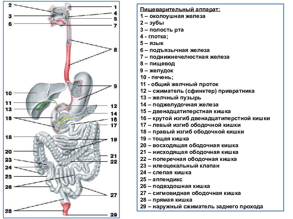 Схема движения пищи у человека