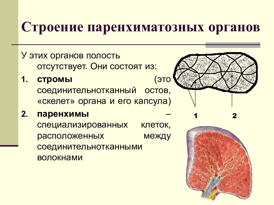 Общий план строения паренхиматозных органов