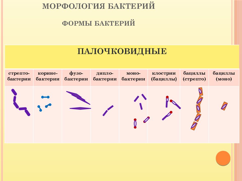 Морфология бактерий. Морфология палочковидных бактерий. Бациллы микробиология морфология. Морфология бактерий микробиология палочковидные. Палочковидные бациллы морфология.