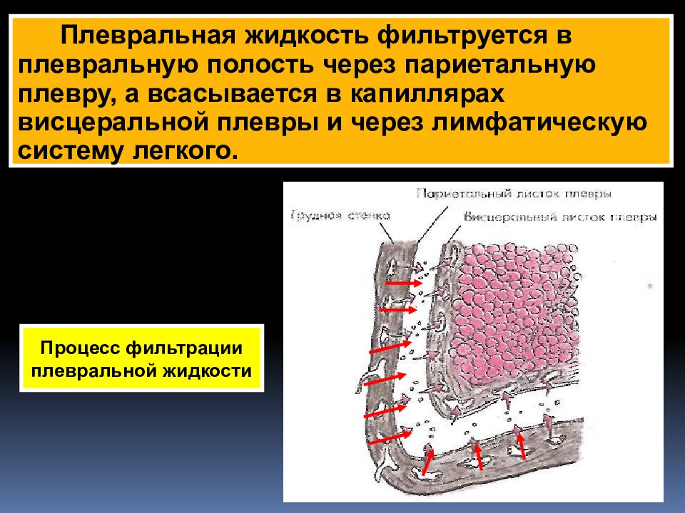 Висцеральный и париетальный это. Плевральная полость. Висцеральная и париетальная плевра. Плевральная жидкость.