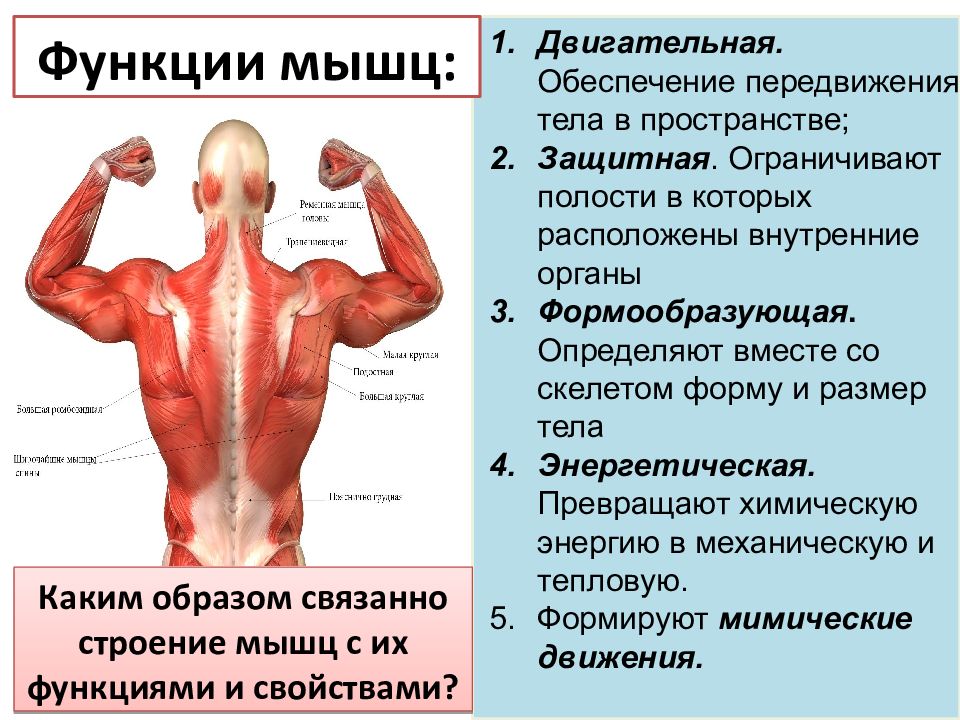 Строение мышц человека презентация