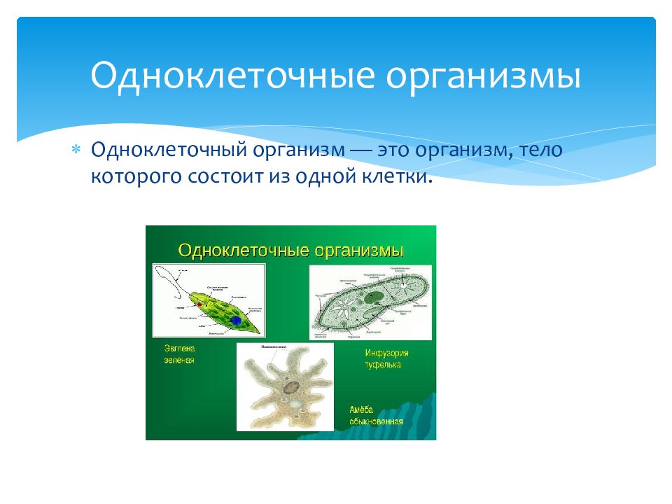 Организм единое целое многообразие организмов 10 класс презентация