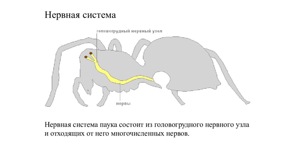 Нервная система паукообразных. Нервная система паука крестовика. Строение нервной системы паука. Пищеварительная система паука схема. Нерв система паукообразных.