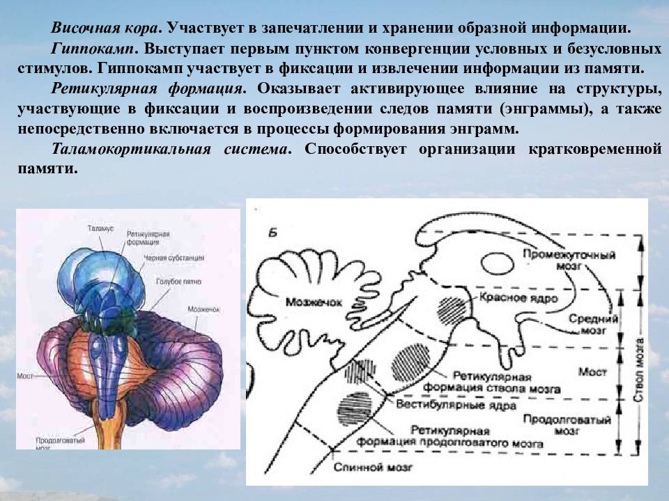 Возрастные особенности цнс презентация