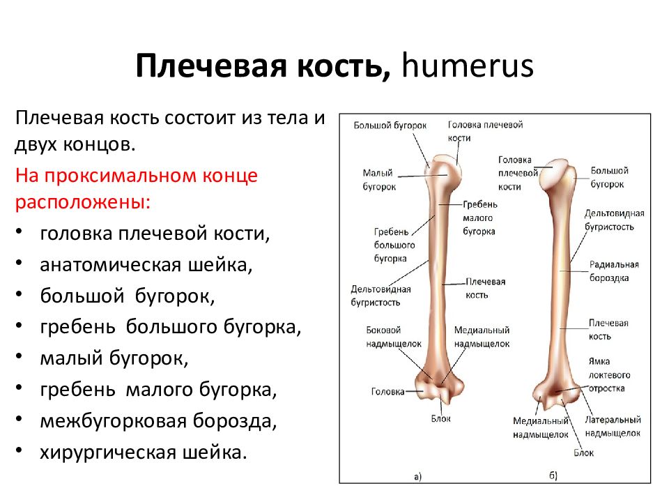 Какие анатомические образования. Малый бугорок плечевой кости анатомия. Анатомия проксимального отдела плечевой кости. Малый гребень бугорка плечевой кости. Бугристость плечевой кости анатомия.